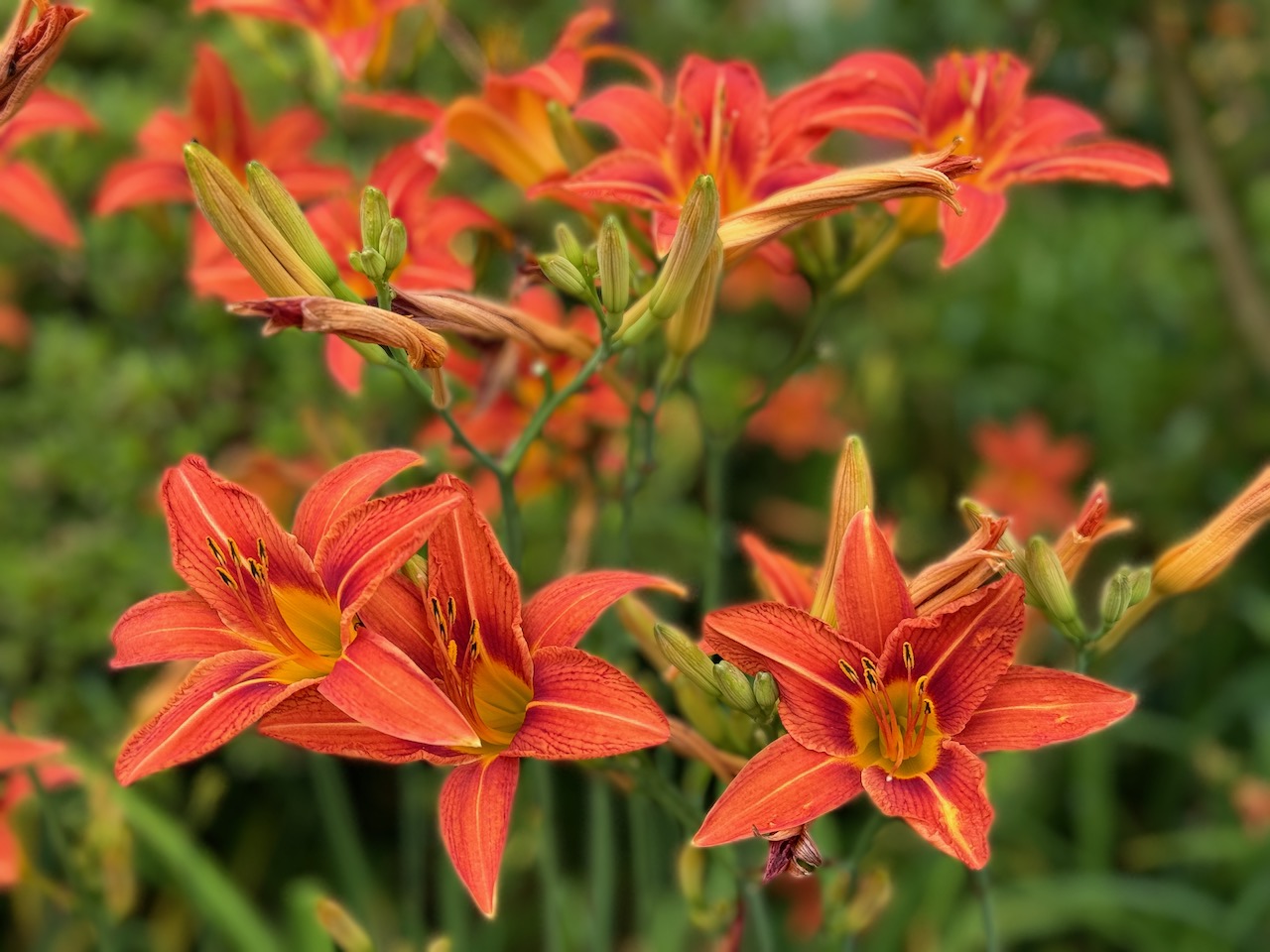 Daylilies